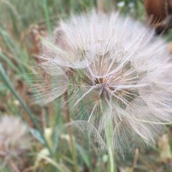 Close-up of dandelion