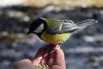 Close-up of hand holding bird