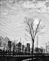 Bare trees against sky in city