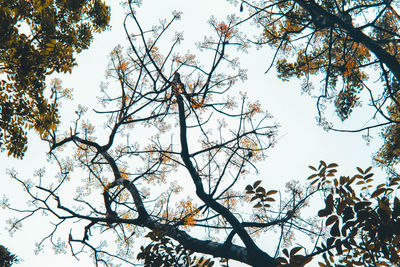 Low angle view of trees against sky