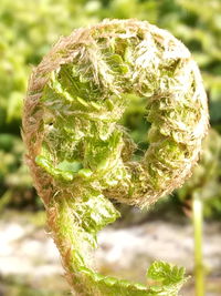 Close-up of green plant