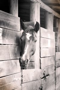 Portrait of horse standing in stable