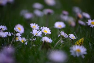 Close-up of white flowers blooming on field