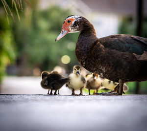 Close-up of duck