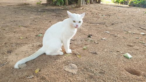 White cat sitting on land
