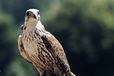 Close-up of eagle