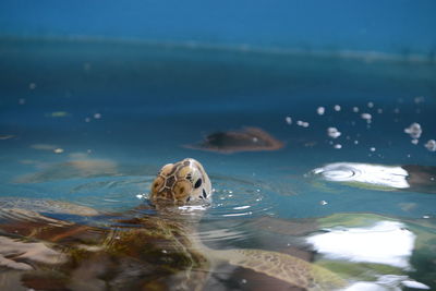 High angle view of turtle in sea