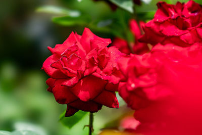 Close-up of red rose plant