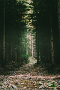 Trees growing in forest