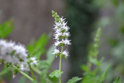 Close-up of flower blooming outdoors