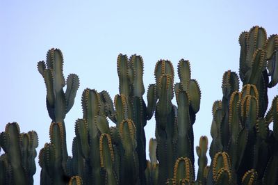 Low angle view of cactus plants against clear sky