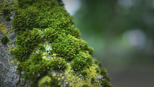 Close-up of moss growing outdoors