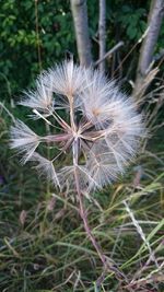 Close-up of wilted dandelion flower on field