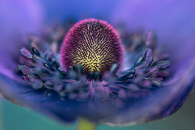 Close-up of purple flowering plant