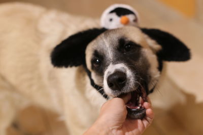 Close-up of keeshond dog
