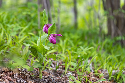 Close-up of red flowering plant