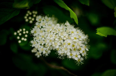 Close-up of white flowering plant