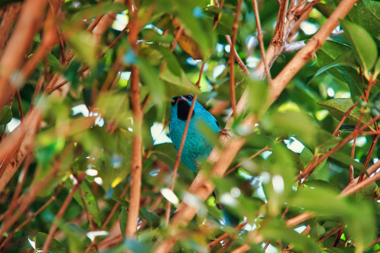 BIRD PERCHING ON TREE