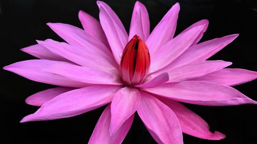 Close-up of insect on pink flower