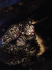 Close-up of cat sleeping on bed