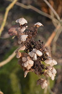 Close-up of brown flowers
