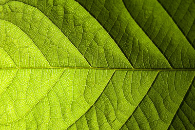 Fresh green leaf veins macro abstract texture nature background