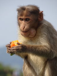 Close-up of monkey eating