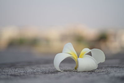 Close-up of white flowers on land