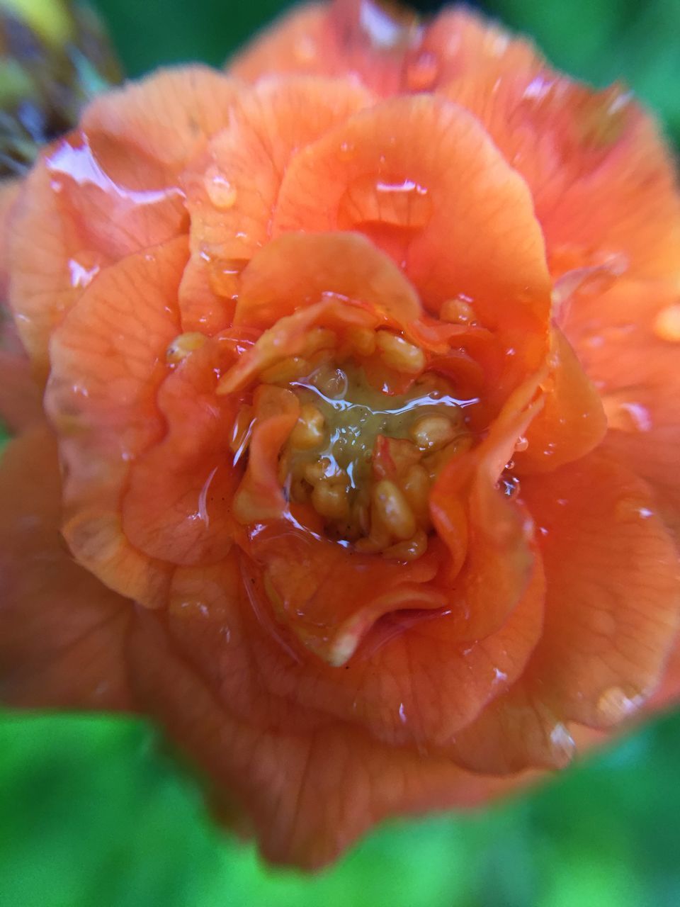 flower, petal, freshness, flower head, fragility, single flower, close-up, drop, beauty in nature, growth, wet, water, blooming, nature, focus on foreground, plant, dew, macro, in bloom, red