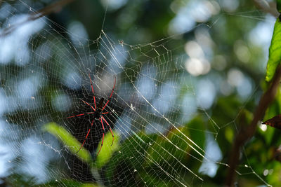 Close-up of spider on web