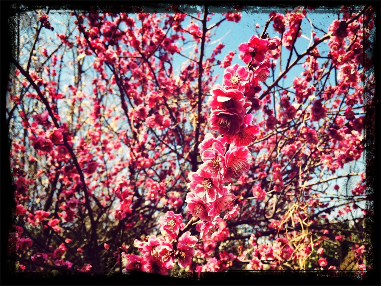 transfer print, flower, auto post production filter, growth, red, tree, freshness, branch, beauty in nature, pink color, low angle view, nature, fragility, blossom, blooming, outdoors, day, in bloom, no people, petal