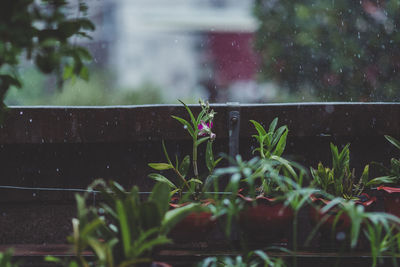 Raindrops on window during rainy season