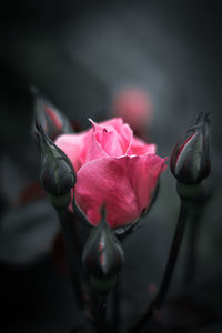 Close-up of pink rose