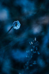 Macro shot of water drops on plant