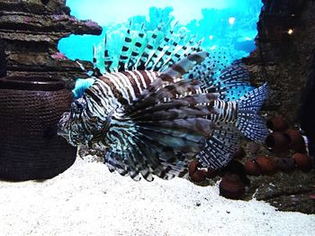 Close-up of fishes swimming in sea