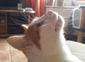 Close-up of cat yawning at home