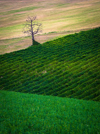 Scenic view of grassy field