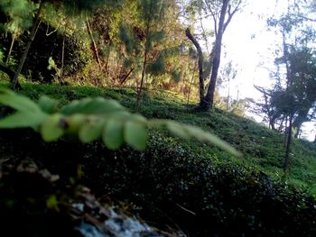 Scenic view of forest