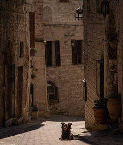 Dog in alley amidst buildings in city