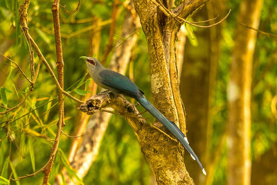 Close-up of bird perching on branch