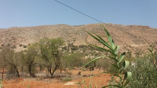 Scenic view of farm against clear sky