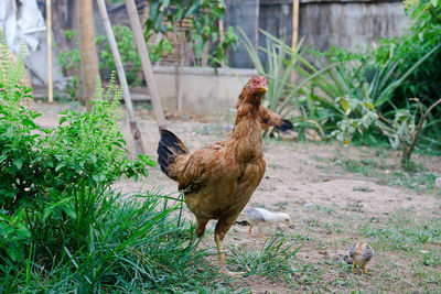 View of a bird on field