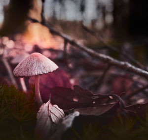 Macro shot of violett mushroom growing in the forest