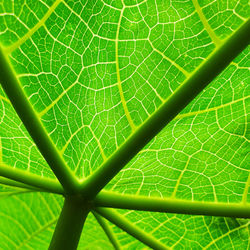 Full frame shot of green leaves