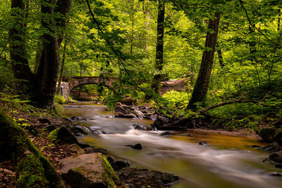 Scenic view of stream amidst trees in forest