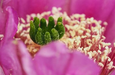 Close-up of pink flowers