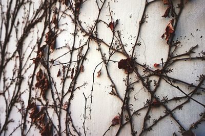 Close-up of ivy on tree