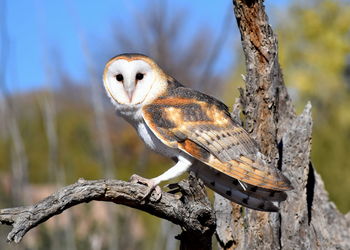 Close-up of owl perching on tree