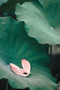 Close-up of lotus flower