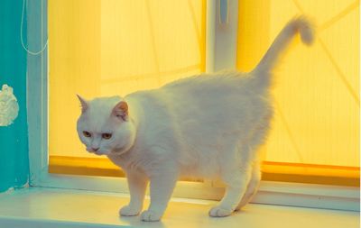 Cat looking through window at home